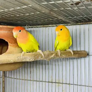Opaline Lovebird Breeding Pair