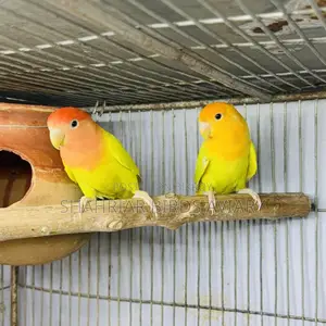 Opaline Lovebird Breeding Pair