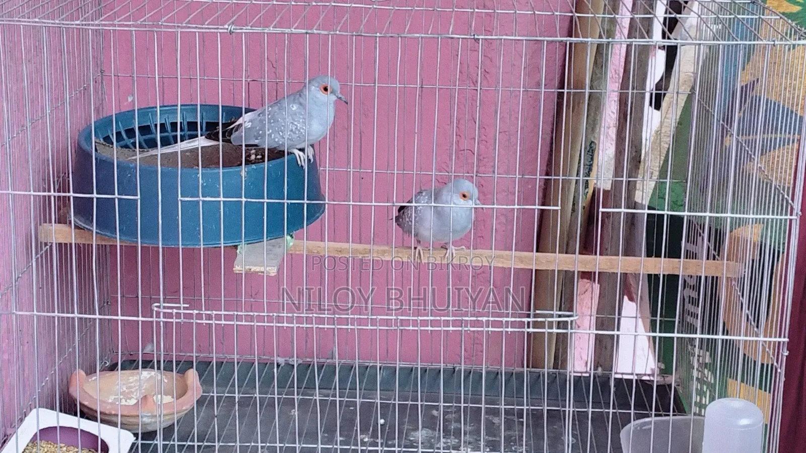 Diamond Dove