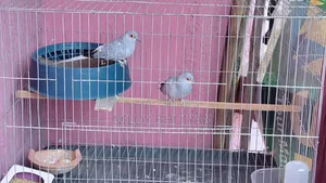 Diamond Dove