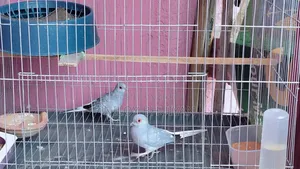 Diamond Dove