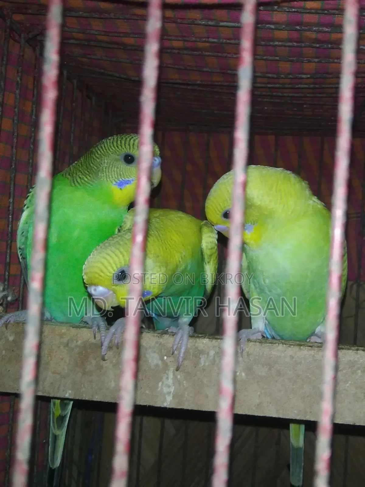 3 Budgerigar birds. 🐦🌿