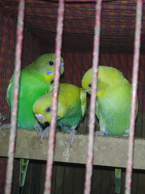 3 Budgerigar birds. 🐦🌿