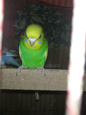 3 Budgerigar birds. 🐦🌿