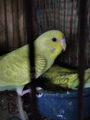 3 Budgerigar birds. 🐦🌿