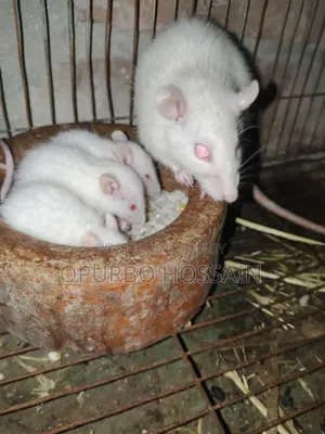 Fancy Mice