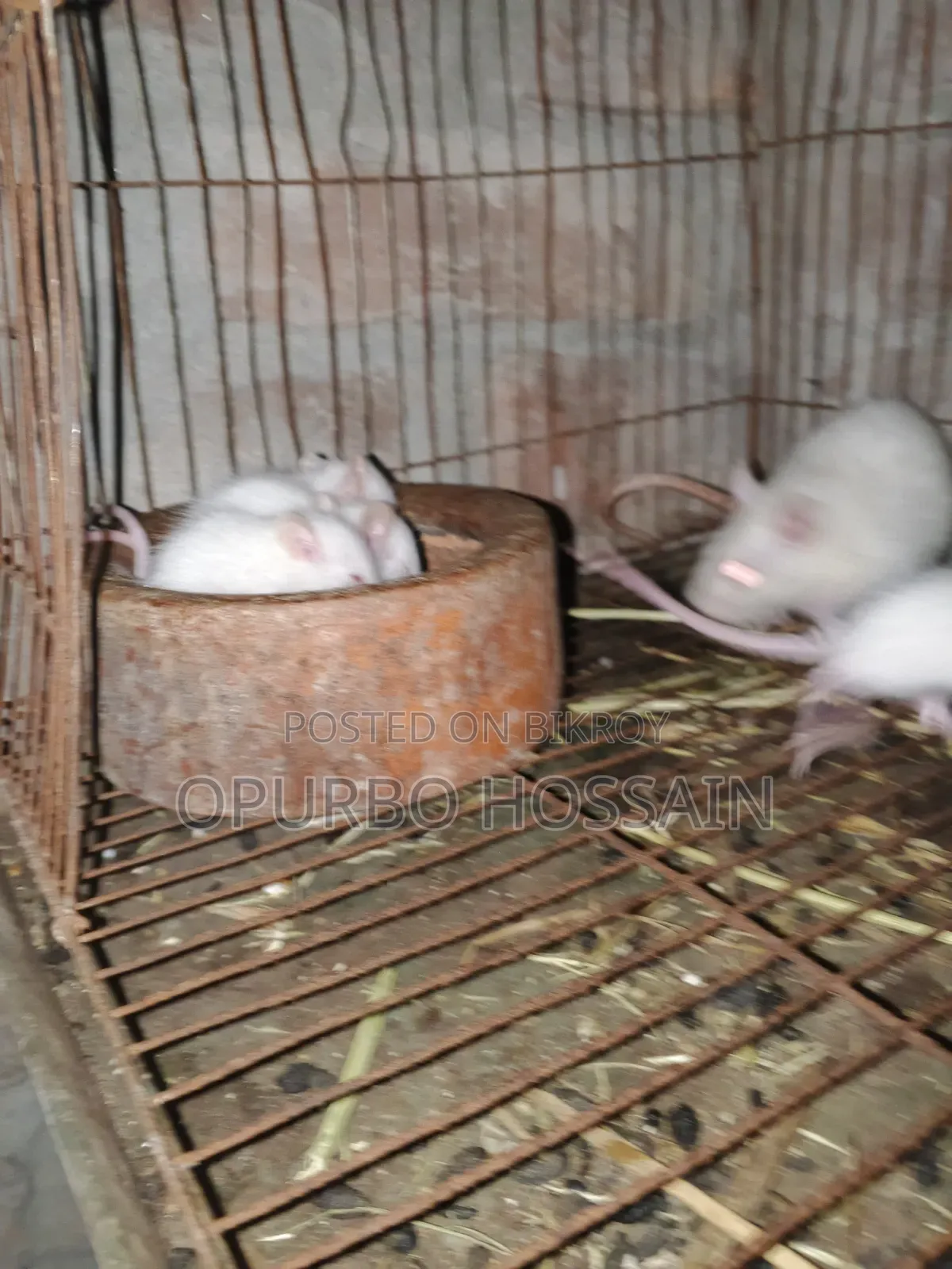 বিলাতি ইদুর