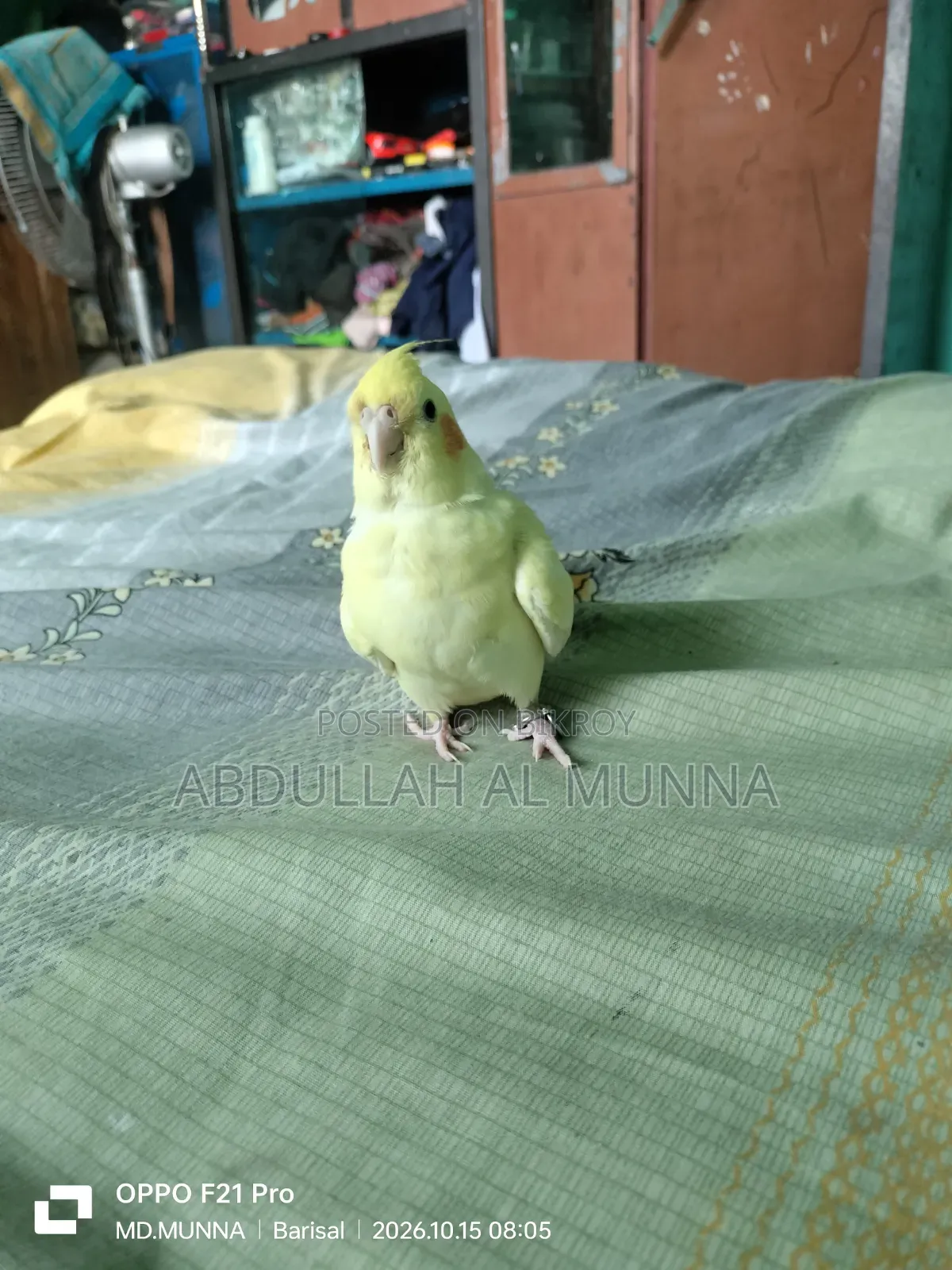 Fully Tamed Cockatiel Bird