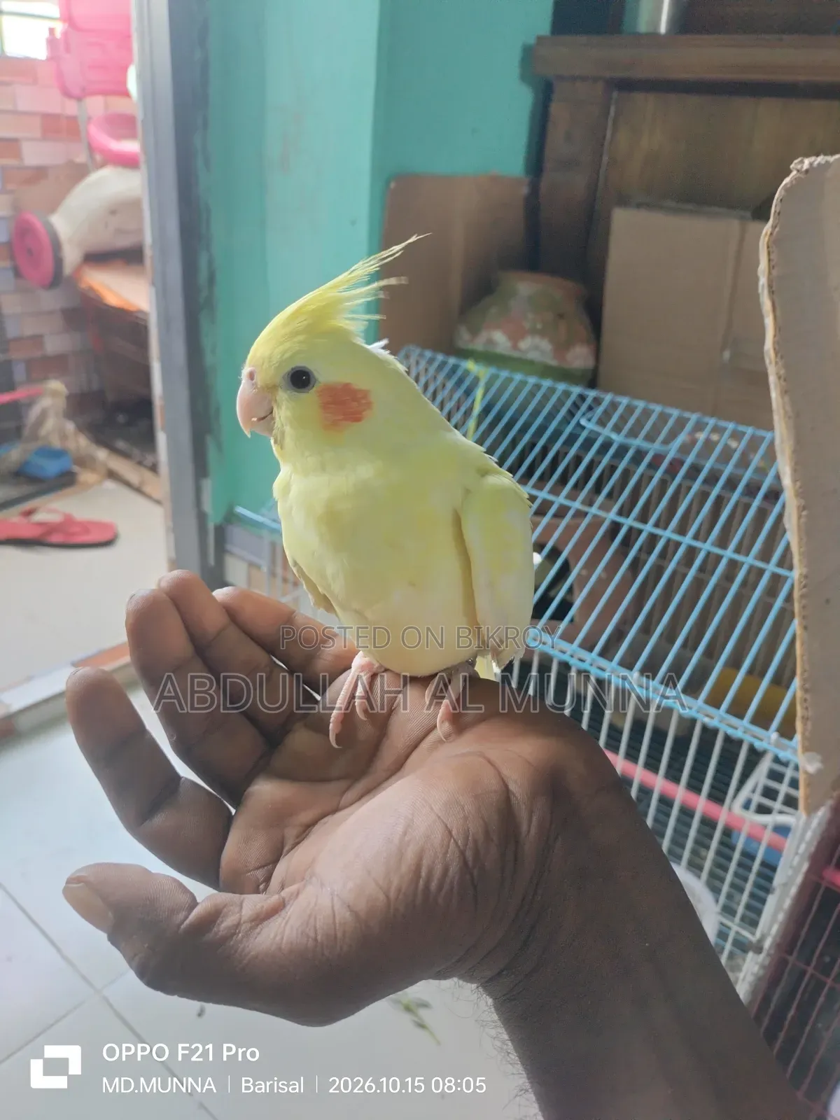 Fully Tamed Cockatiel Bird