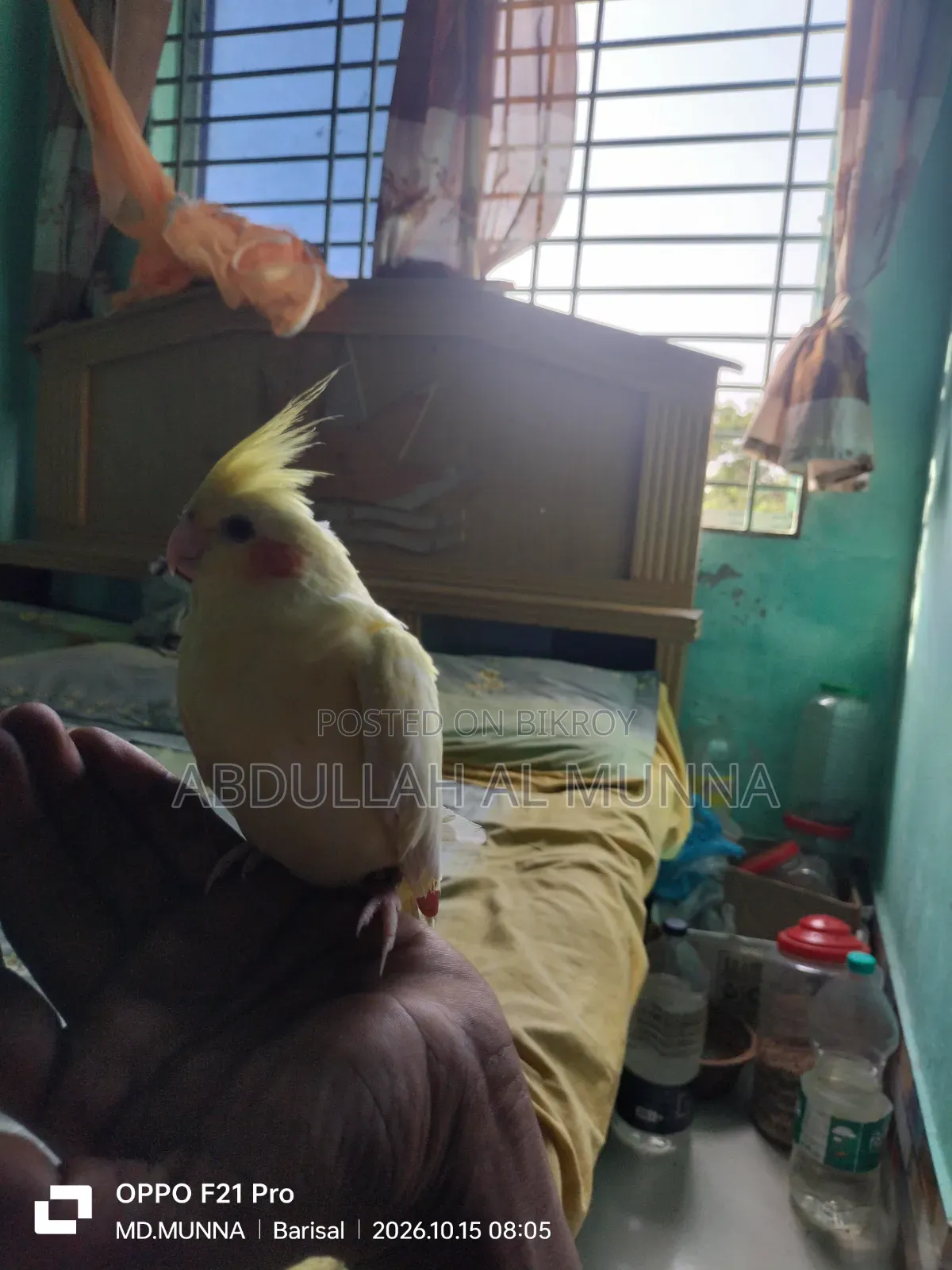 Fully Tamed Cockatiel Bird