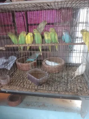 Bajigar completely healthy