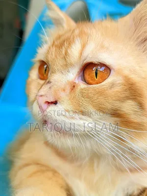 1+ year Male Mixed Breed Persian