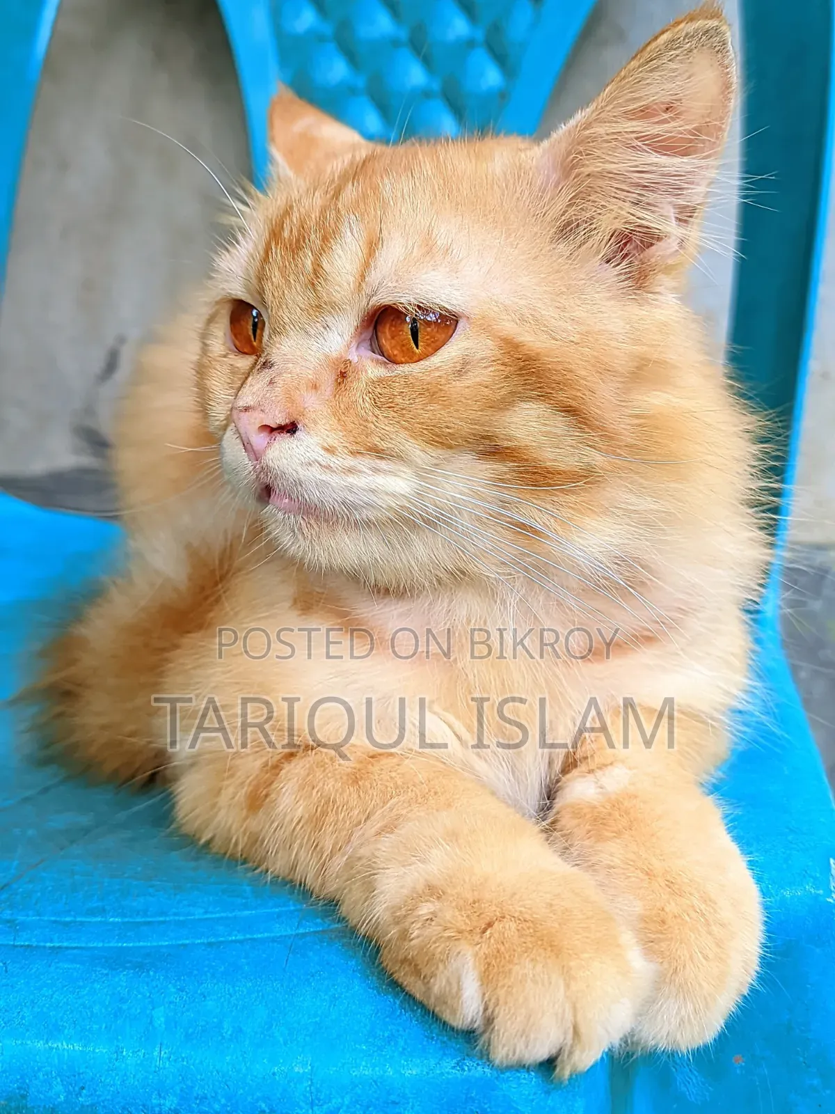 1+ year Male Mixed Breed Persian