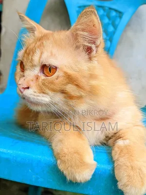 1+ year Male Mixed Breed Persian