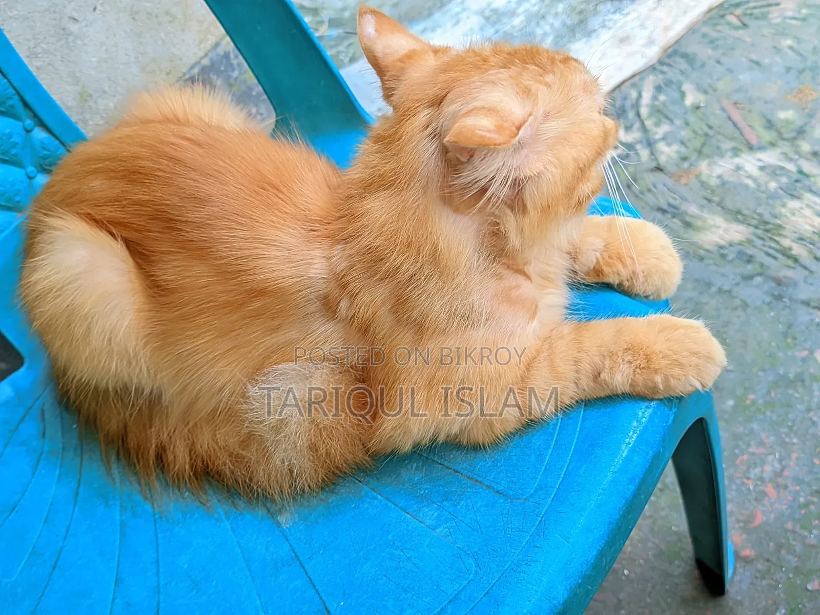 1+ year Male Mixed Breed Persian