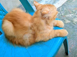 1+ year Male Mixed Breed Persian