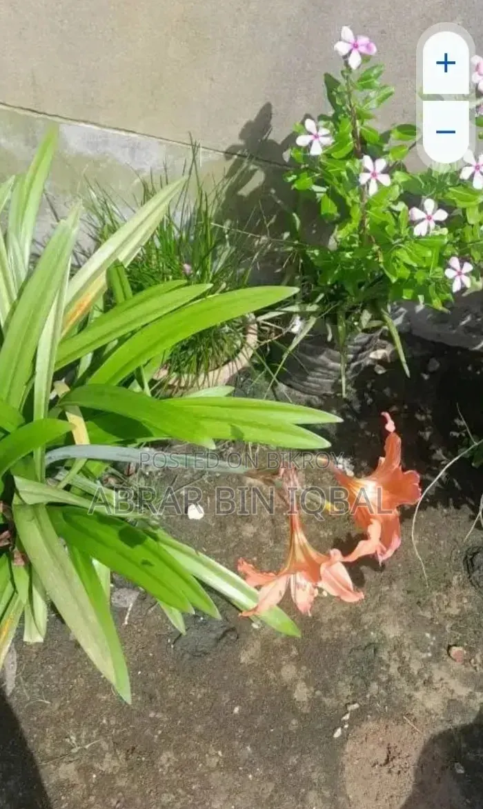 Home Flower Plant (No Fixed Price)
