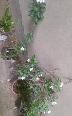 Home Flower Plant (No Fixed Price)