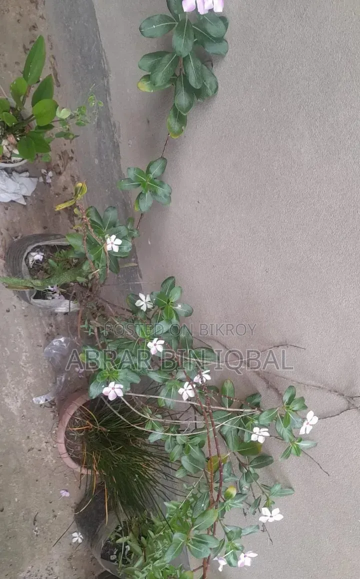 Home Flower Plant (No Fixed Price)