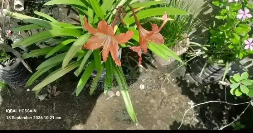 Home Flower Plant (No Fixed Price)