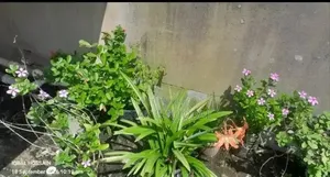 Home Flower Plant (No Fixed Price)