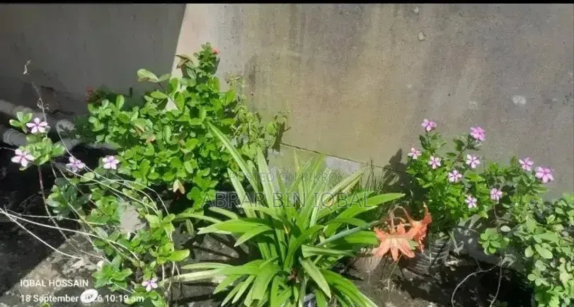 Home Flower Plant (No Fixed Price)