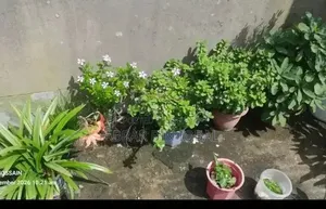 Home Flower Plant (No Fixed Price)