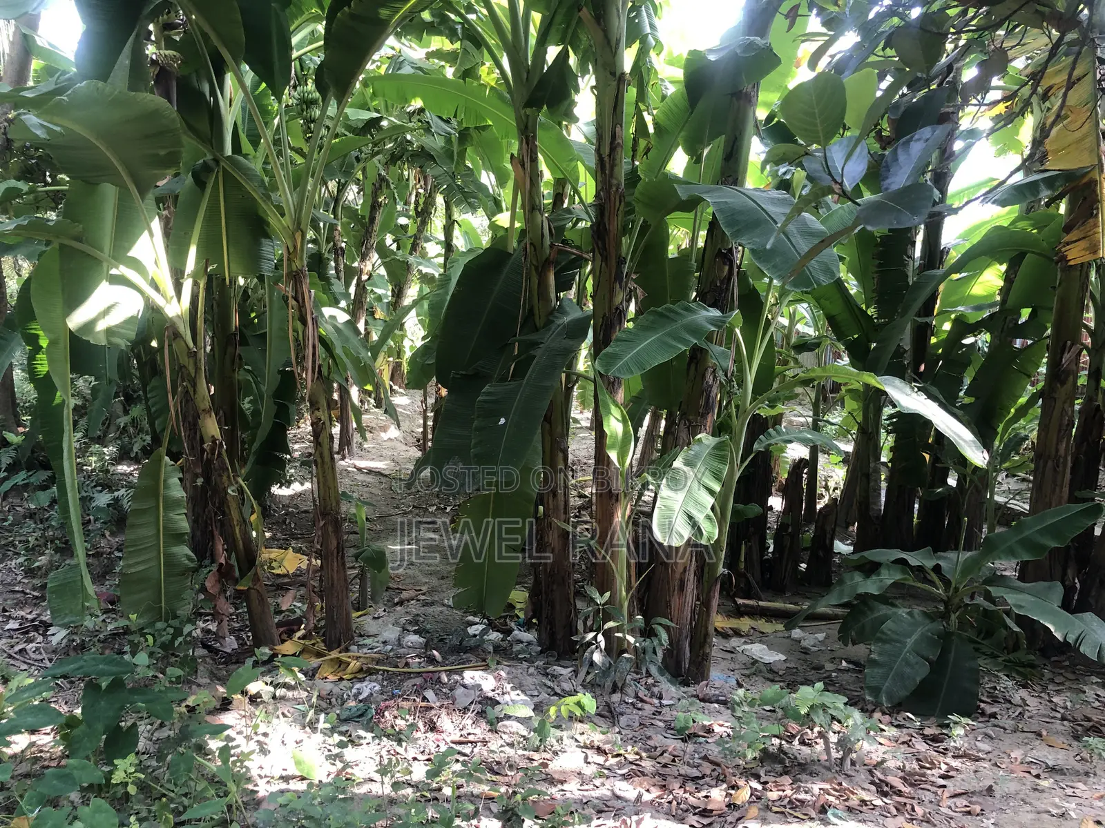 Land for Sale