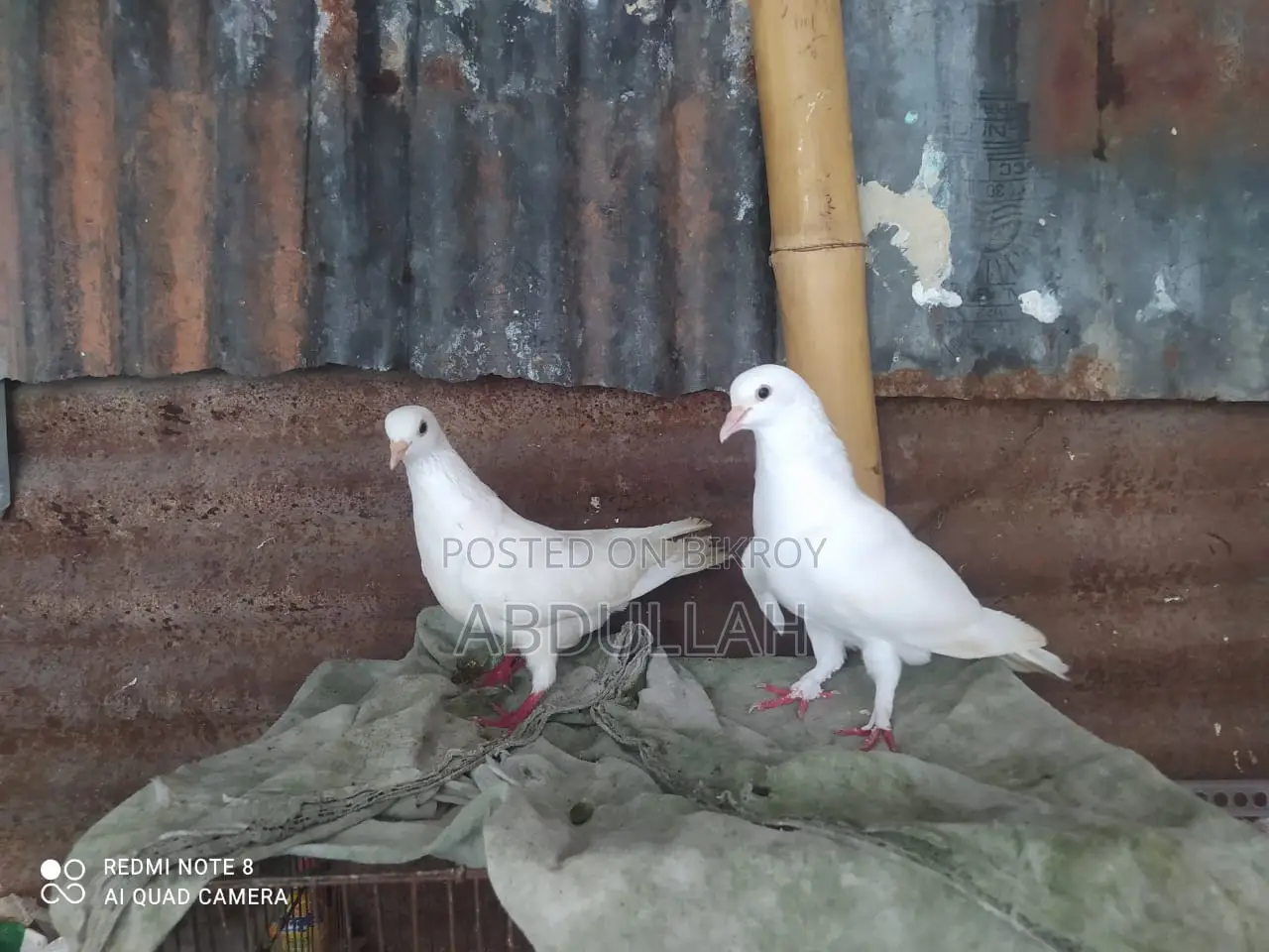 Musaldom, kaldom, giribaj Running Pair
