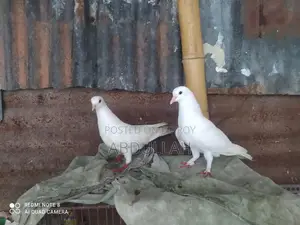 Musaldom, kaldom, giribaj Running Pair