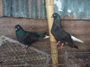 Musaldom, kaldom, giribaj Running Pair