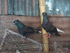 Musaldom, kaldom, giribaj Running Pair
