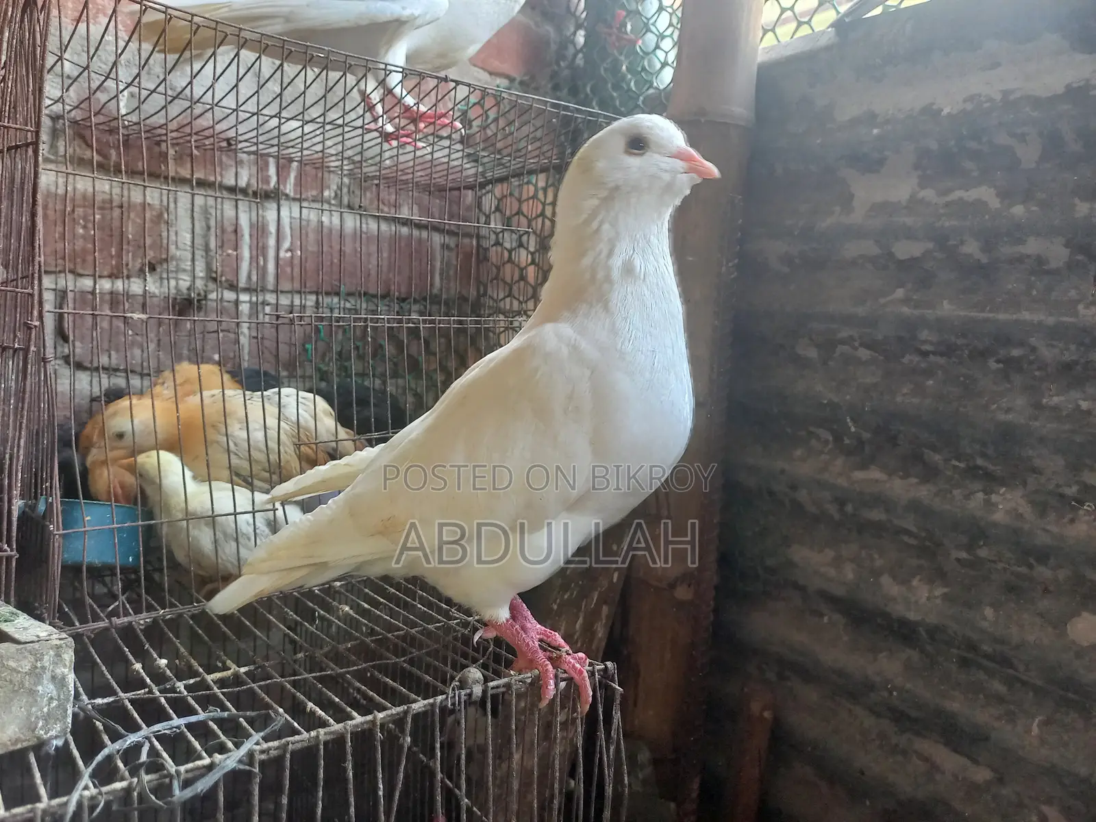 Musaldom, kaldom, giribaj Running Pair