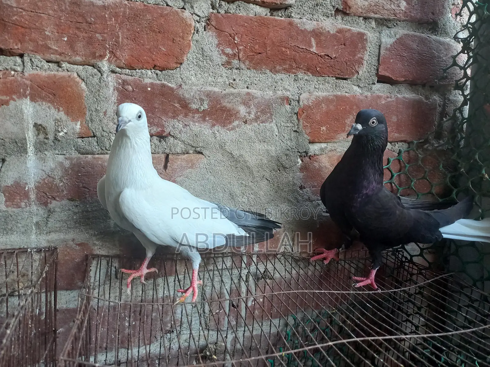 Musaldom, kaldom, giribaj Running Pair