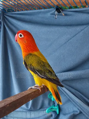 Lovebird Ewing Opaline Fisher
