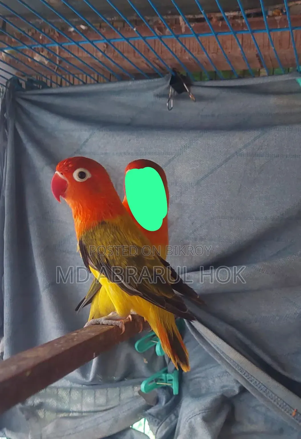 Lovebird Ewing Opaline Fisher