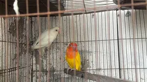 DNA Tested Female Lovebird. Love Bird