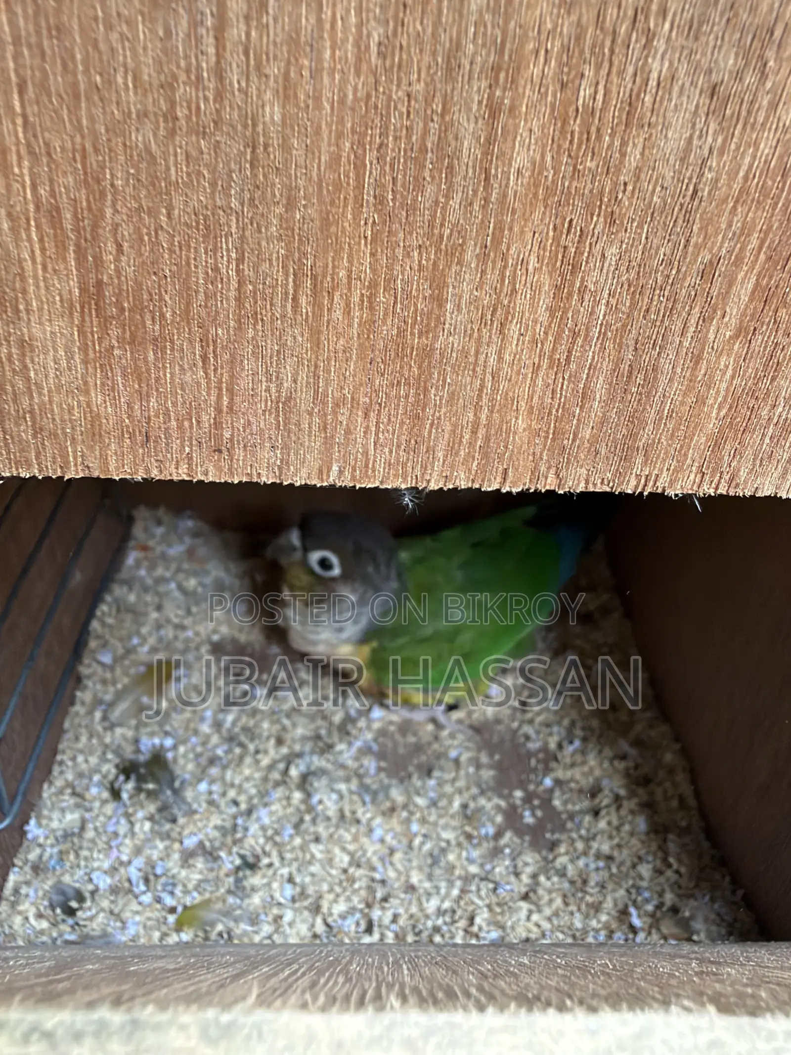 2 Pairs of Green Cheek Conure With Breeding Box