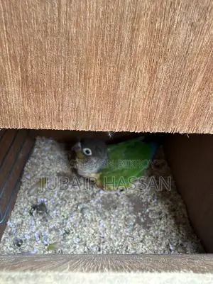 2 Pairs of Green Cheek Conure With Breeding Box