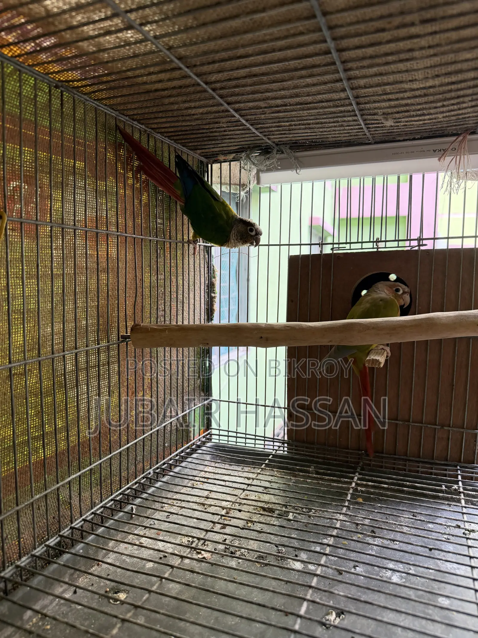 2 Pairs of Green Cheek Conure With Breeding Box