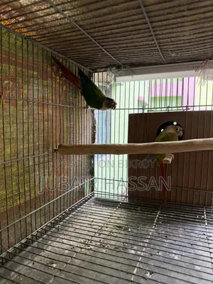 2 Pairs of Green Cheek Conure With Breeding Box