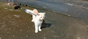 6-12 months Male Purebred Persian