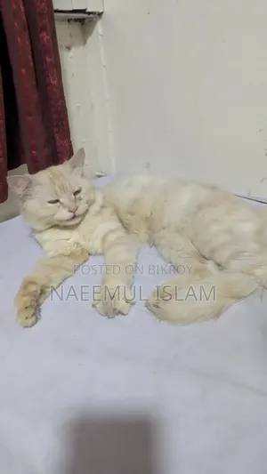 6-12 months Male Purebred Persian