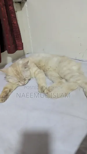 6-12 months Male Purebred Persian