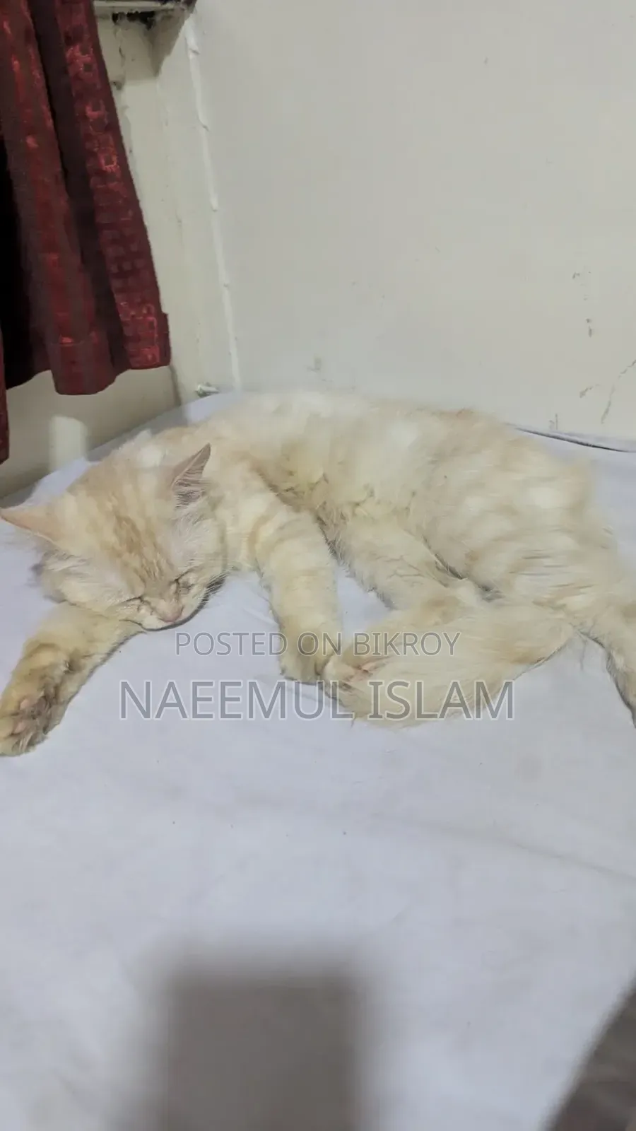 6-12 months Male Purebred Persian