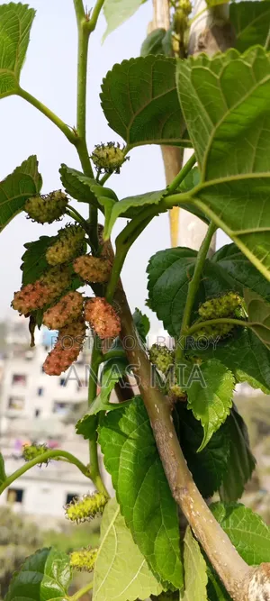 আমার শখের বাগানের গাছগুলি একসাথে বিক্রি করে দিব