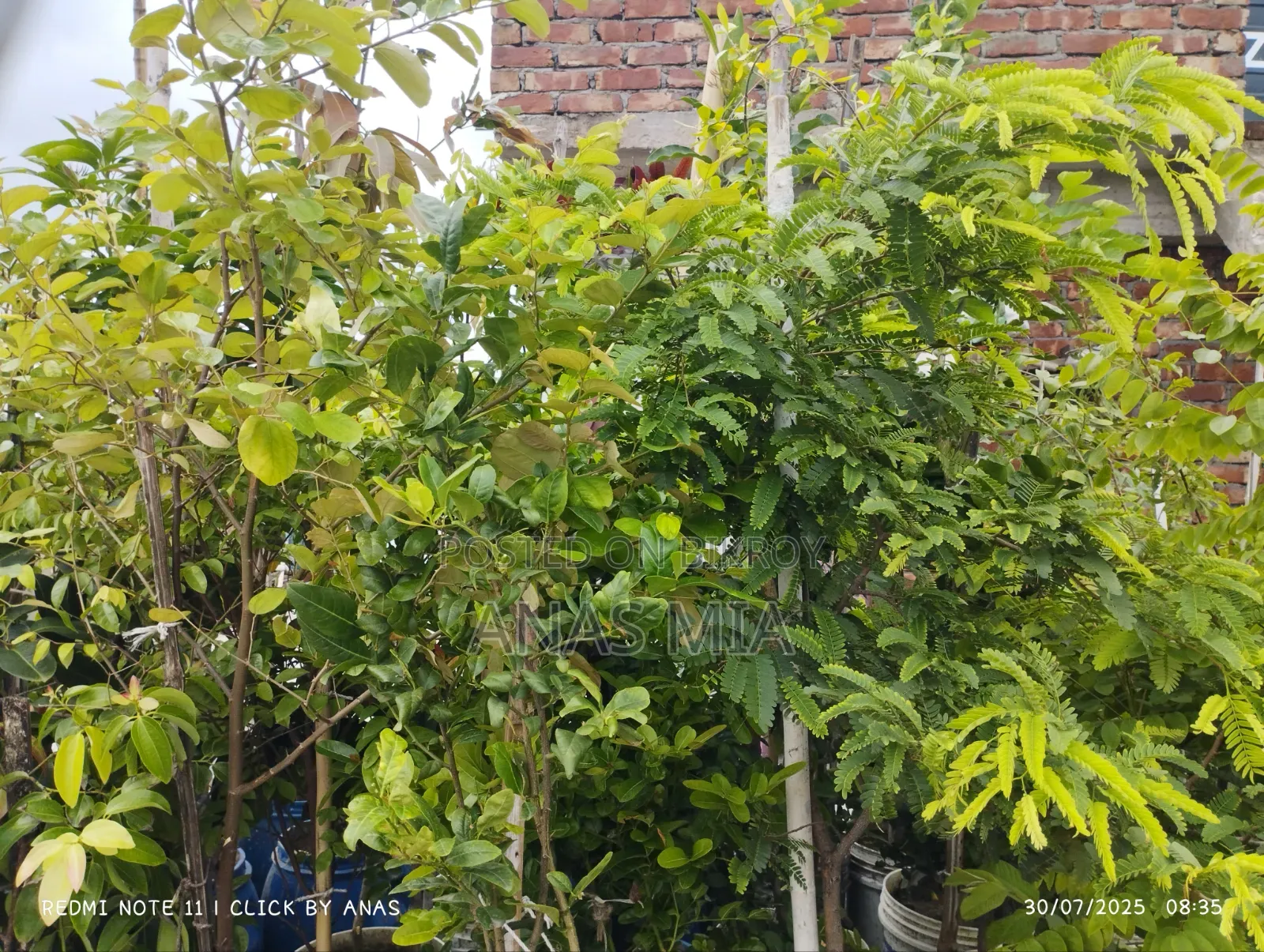 আমার শখের বাগানের গাছগুলি একসাথে বিক্রি করে দিব