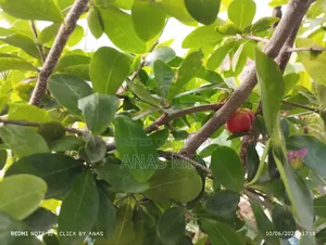 আমার শখের বাগানের গাছগুলি একসাথে বিক্রি করে দিব