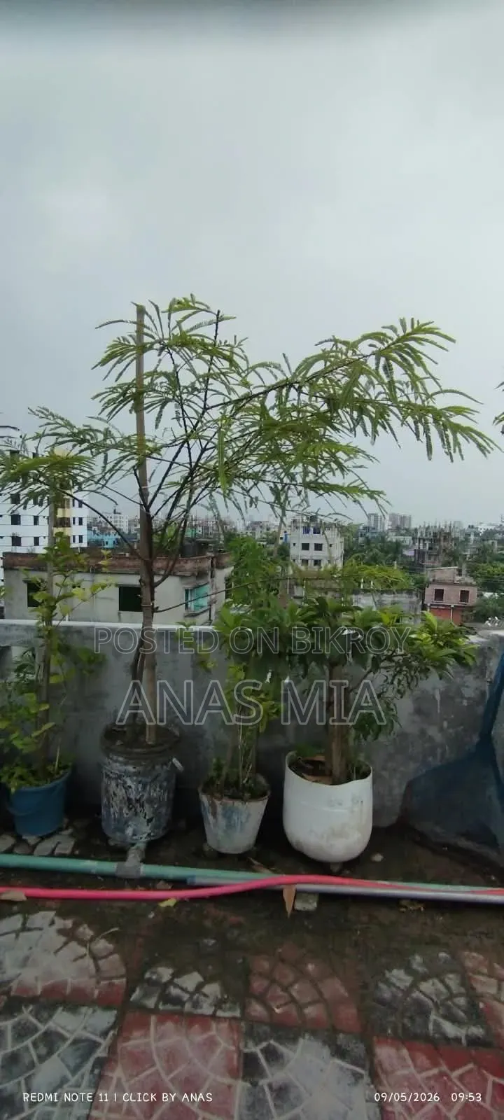 আমার শখের বাগানের গাছগুলি একসাথে বিক্রি করে দিব
