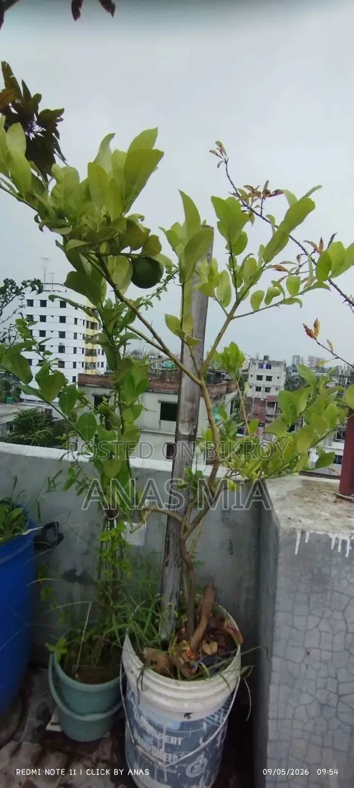 আমার শখের বাগানের গাছগুলি একসাথে বিক্রি করে দিব